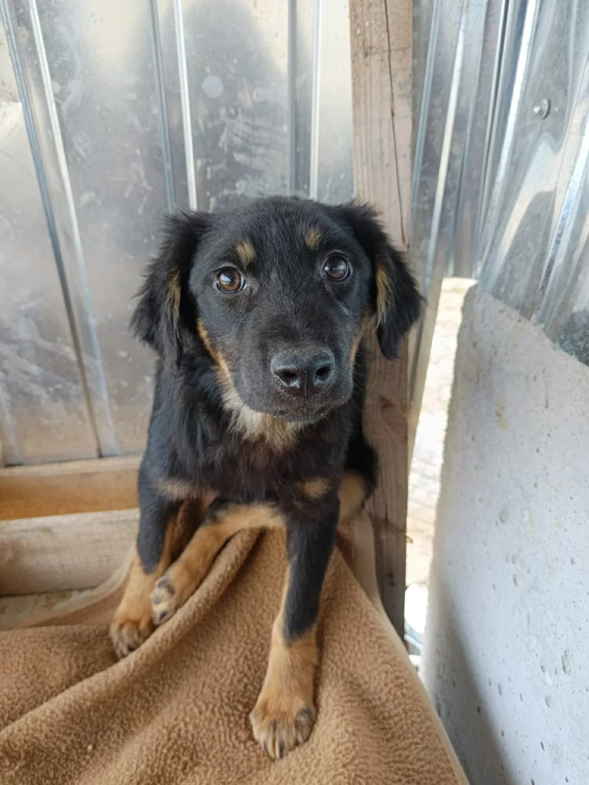 Heinrich, male young Mixed Breed for adoption at Seelen für Seelchen e.V., Alfter