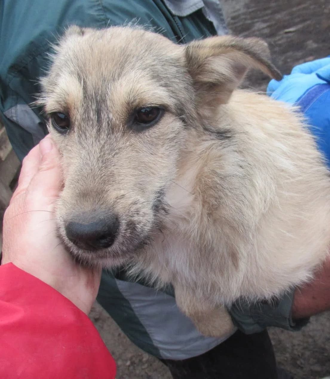 Inara, female young Mixed Breed for adoption at Seelen für Seelchen e.V., Alfter