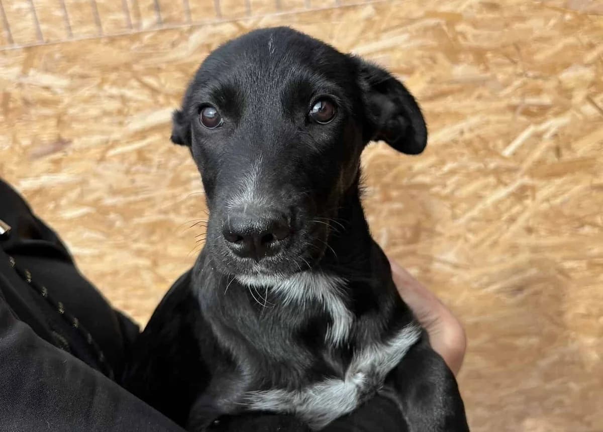 Jake, schwarz male young Mixed Breed for adoption at Seelen für Seelchen e.V., Alfter