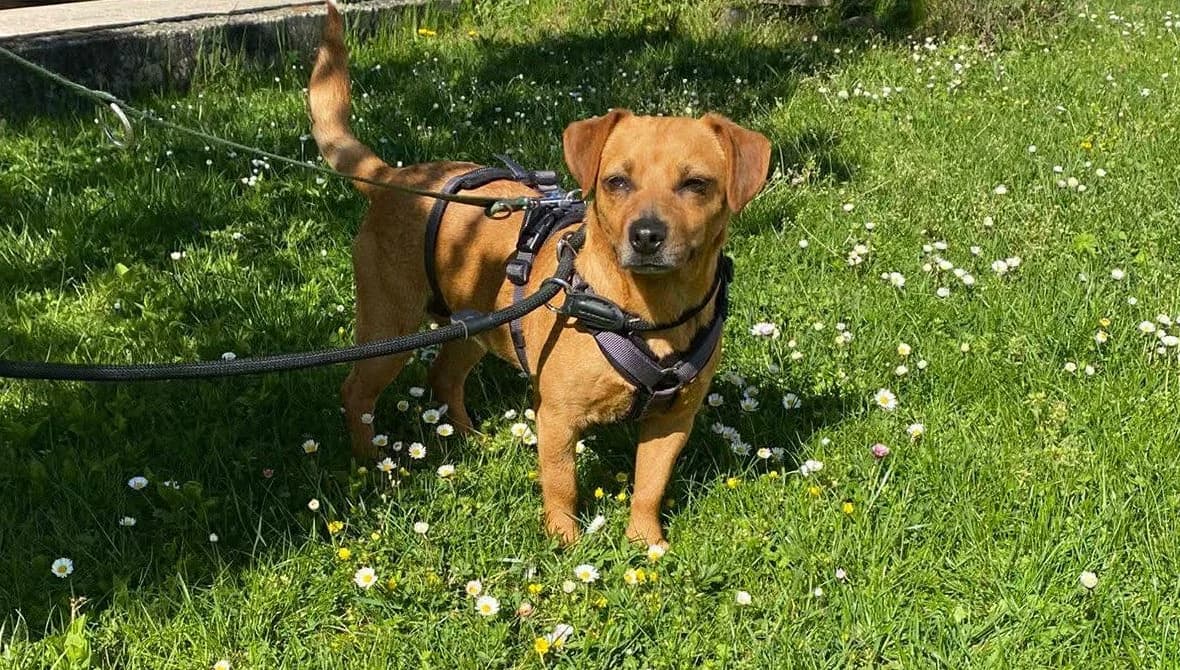 Jördis, female 3yo Mixed Breed for adoption at Seelen für Seelchen e.V., Alfter