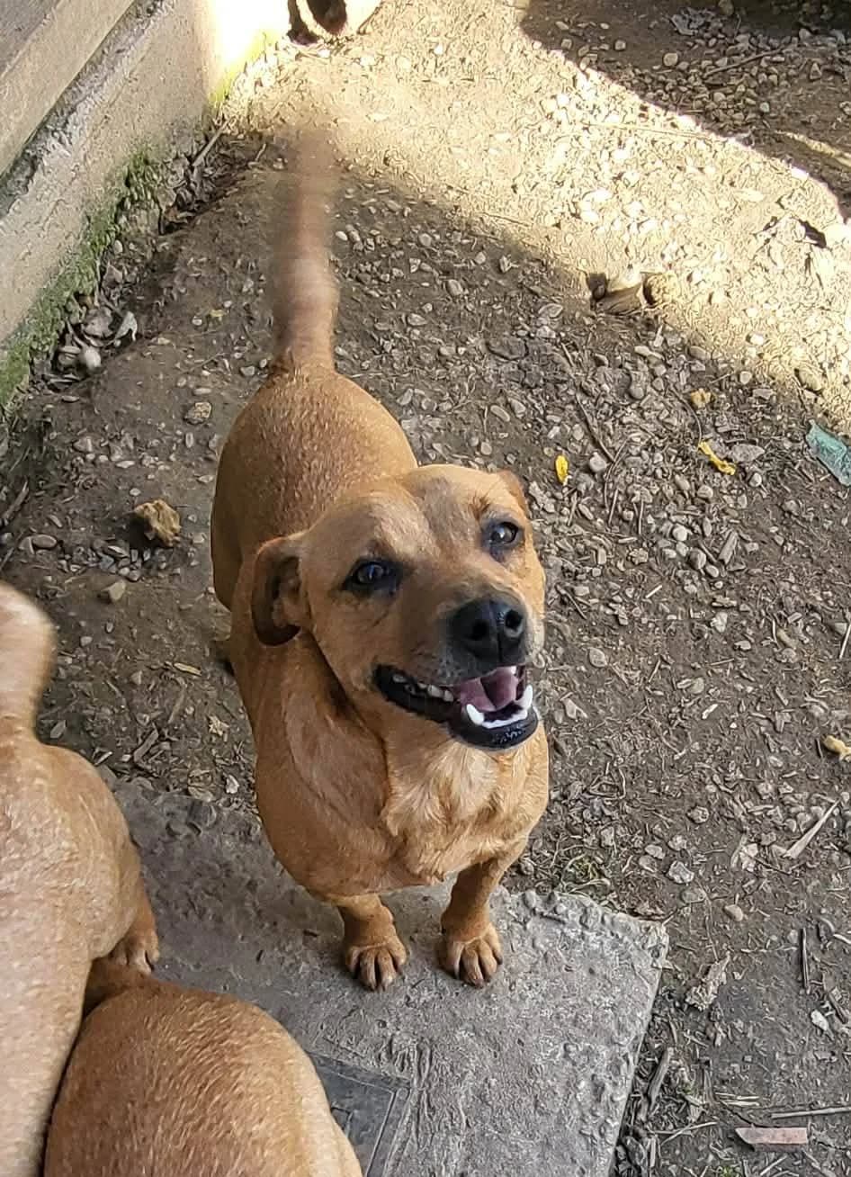 Jördis, female 3yo Mixed Breed for adoption at Seelen für Seelchen e.V.