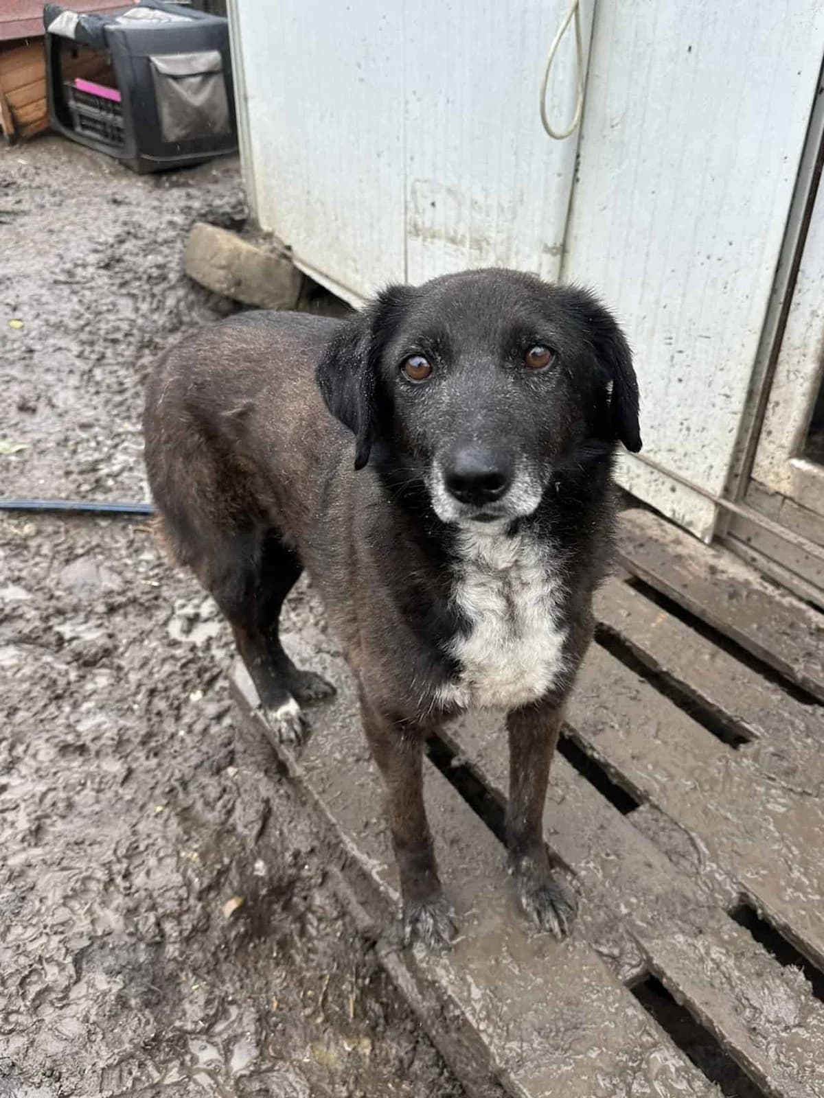 Joy B, male senior Mixed Breed for adoption at Seelen für Seelchen e.V., Alfter