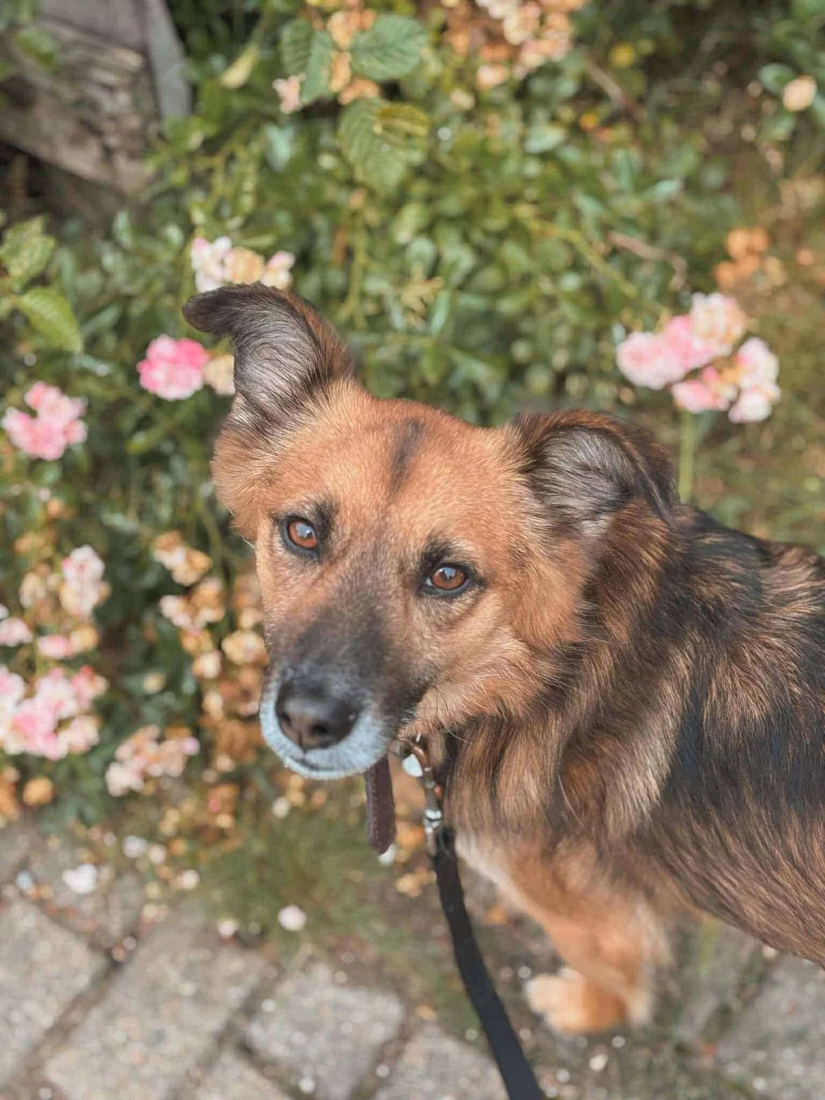 Kali, male 4yo Mixed Breed for adoption at Seelen für Seelchen e.V., Alfter