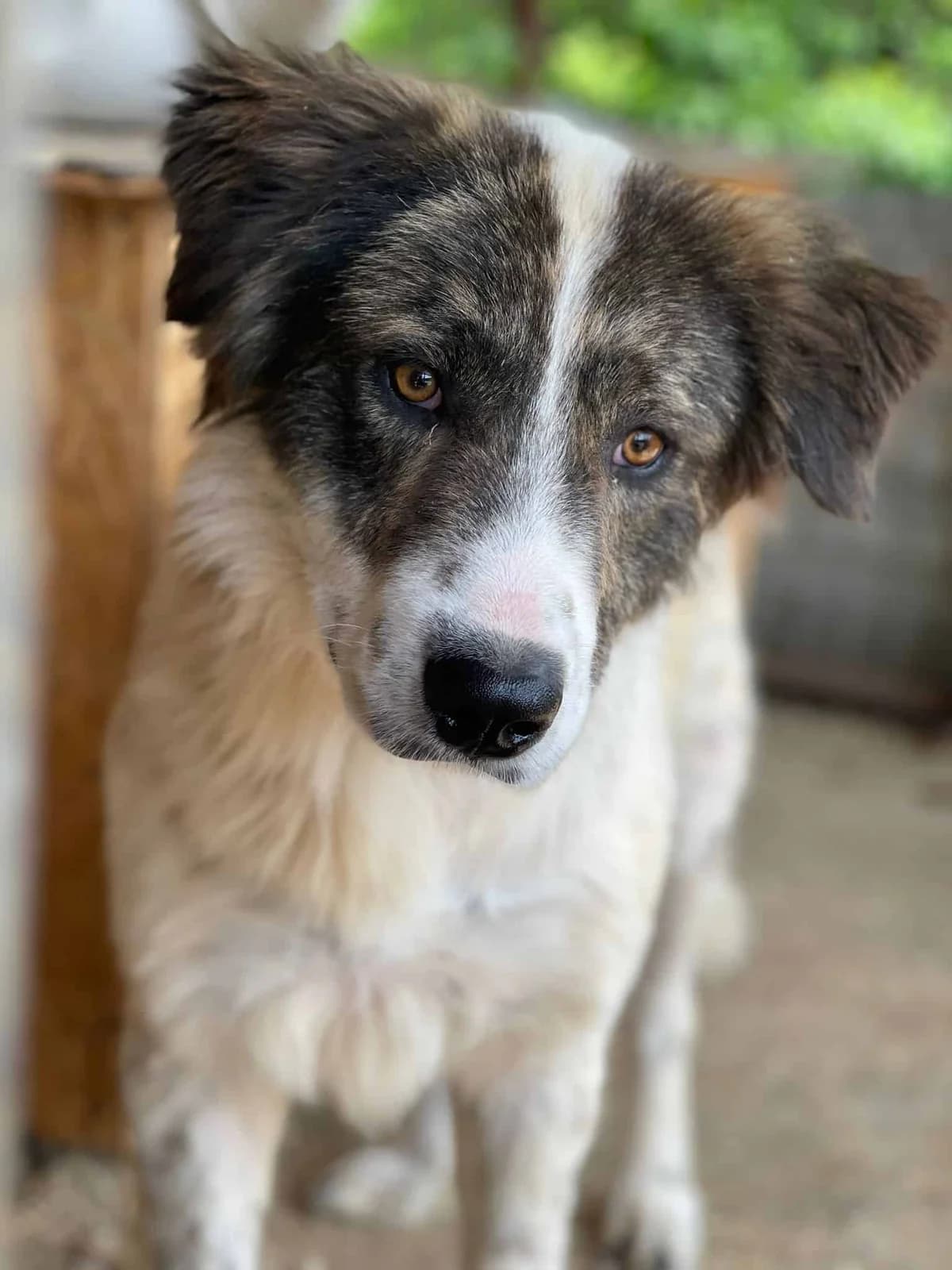 Karibu, male senior Mixed Breed for adoption at Seelen für Seelchen e.V., Alfter