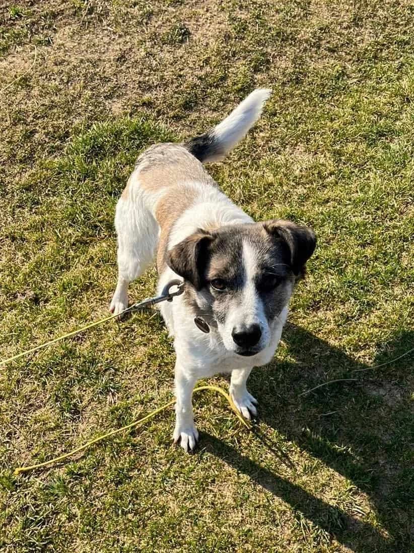 Kasha, female senior Mixed Breed for adoption at Seelen für Seelchen e.V., Alfter