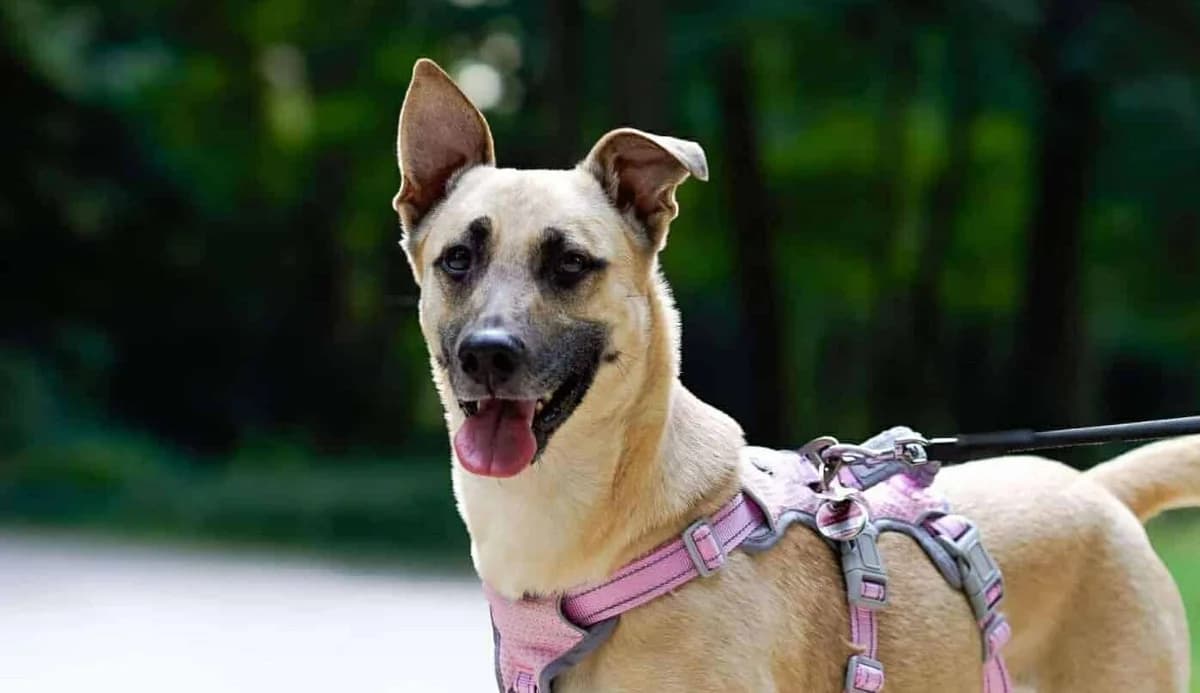 Lea, female 5yo Mixed Breed for adoption at Seelen für Seelchen e.V., Alfter