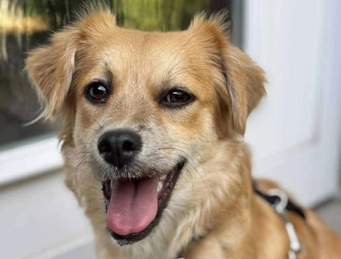 Lexie G, female senior Mixed Breed for adoption at Seelen für Seelchen e.V., Alfter