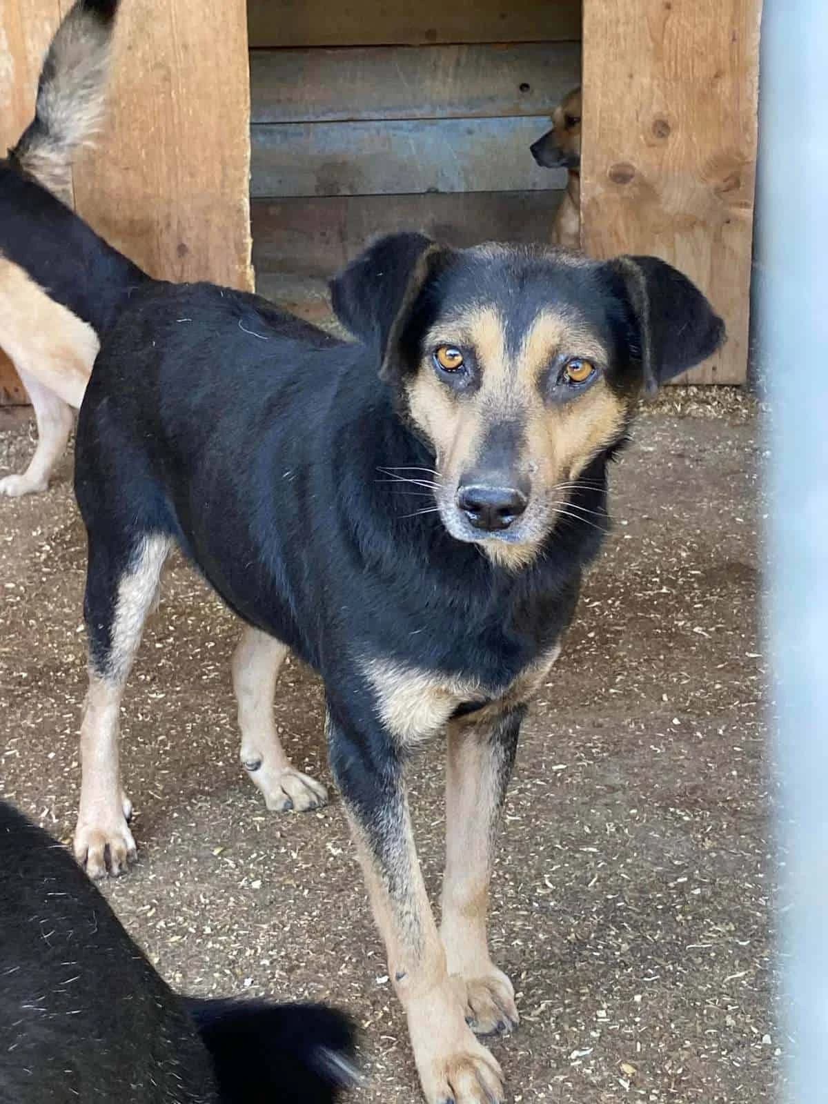Linus G, male senior Mixed Breed for adoption at Seelen für Seelchen e.V., Alfter