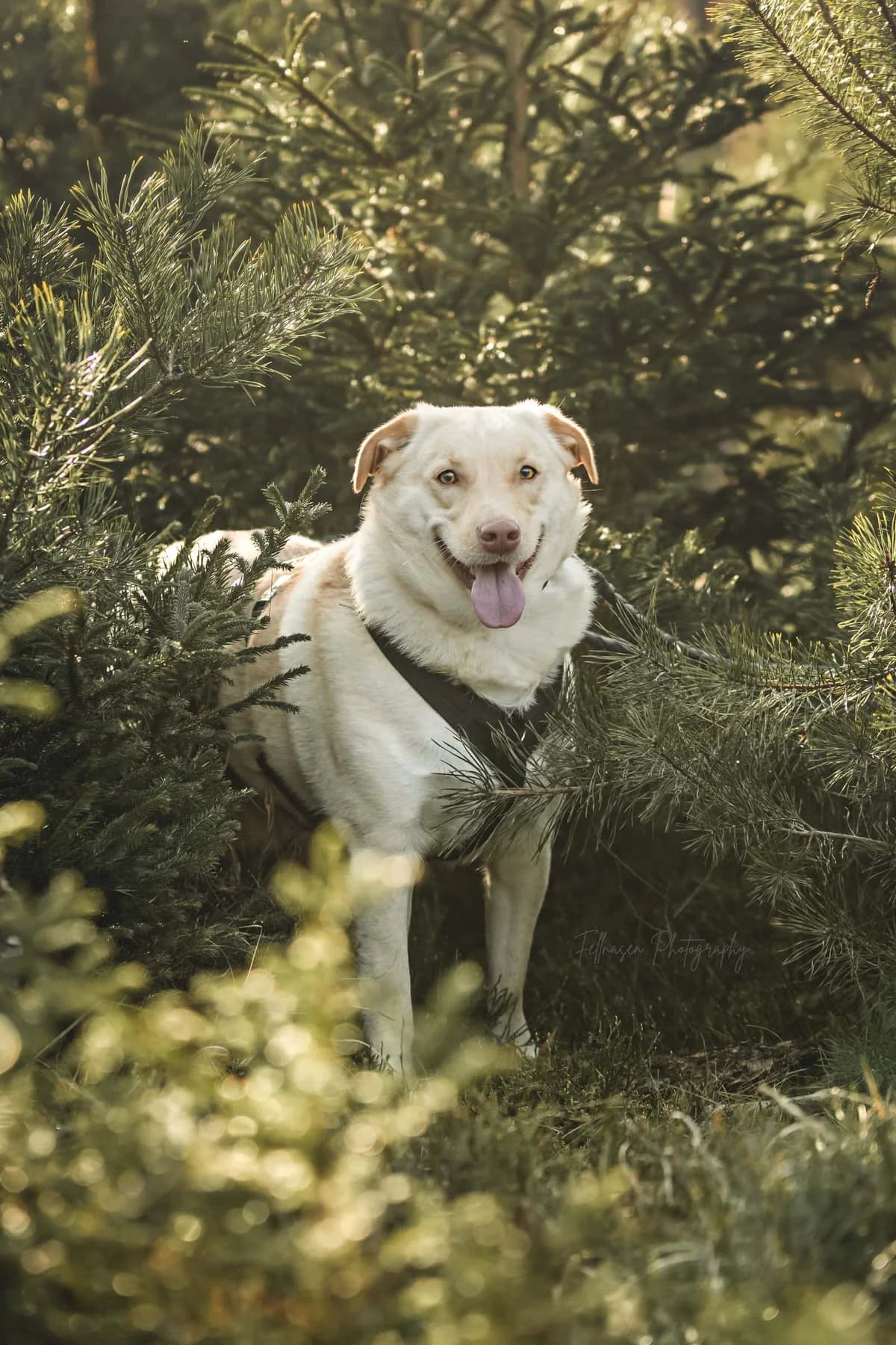 Lumi, weiß male senior Mixed Breed for adoption at Seelen für Seelchen e.V., Alfter