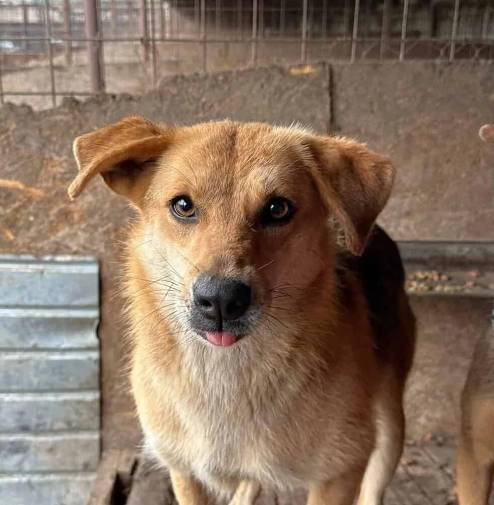 Luna S, female senior Mixed Breed for adoption at Seelen für Seelchen e.V., Alfter
