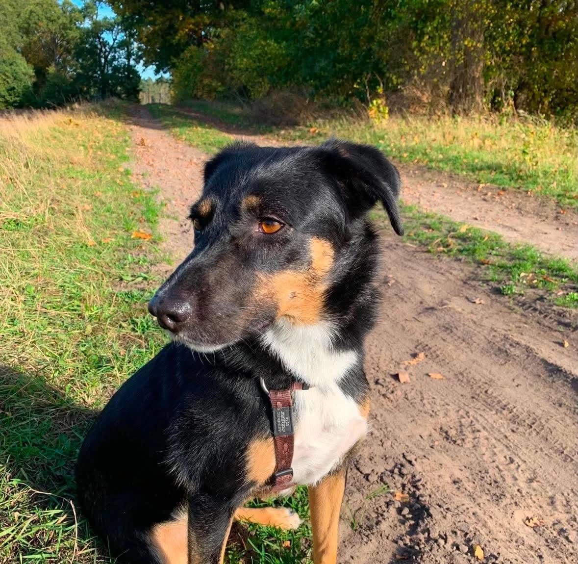 Majella, female senior Mixed Breed for adoption at Seelen für Seelchen e.V., Alfter