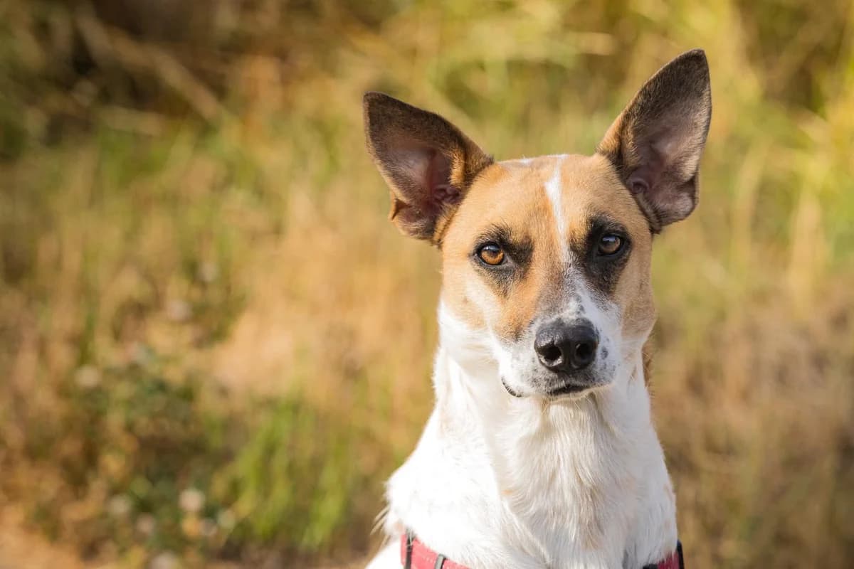 Malibu, weiß female senior Mixed Breed for adoption at Seelen für Seelchen e.V., Alfter