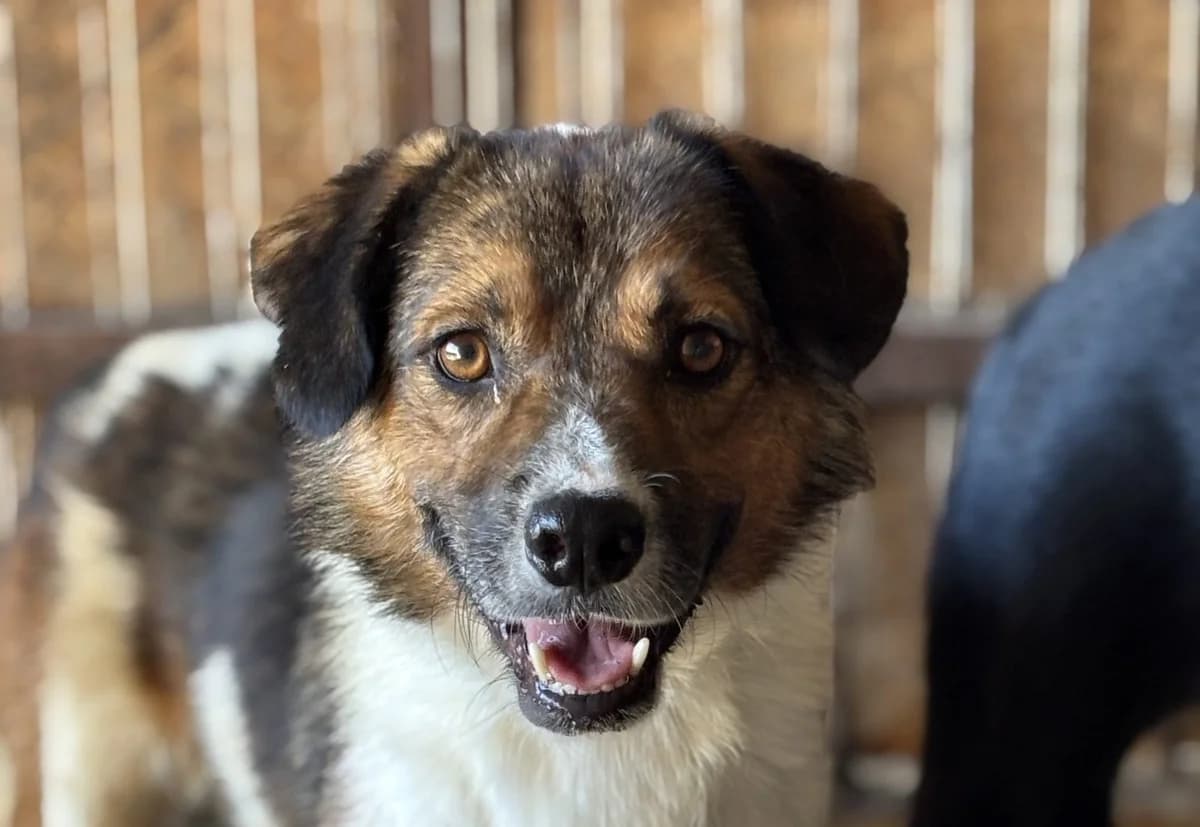 Marlo, male senior Mixed Breed for adoption at Seelen für Seelchen e.V., Alfter