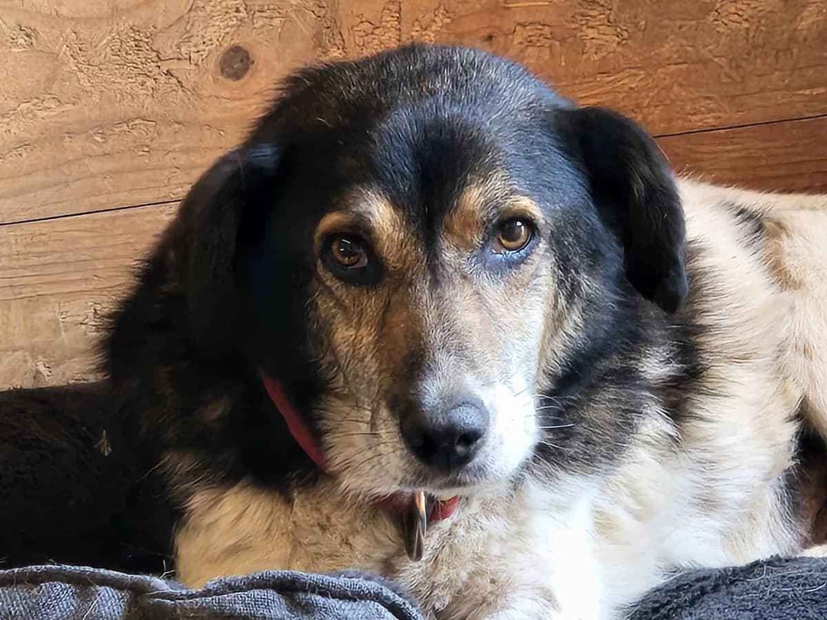 Martha S, female senior Mixed Breed for adoption at Seelen für Seelchen e.V., Alfter