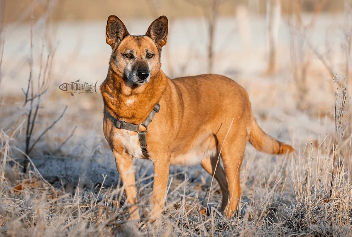 Mila J, female senior Mixed Breed for adoption at Seelen für Seelchen e.V., Alfter