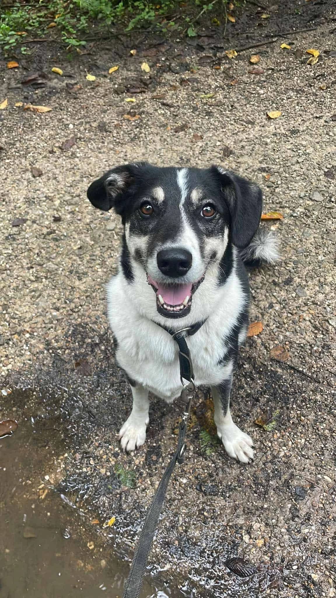 Mira W, female 6yo Mixed Breed for adoption at Seelen für Seelchen e.V., Alfter