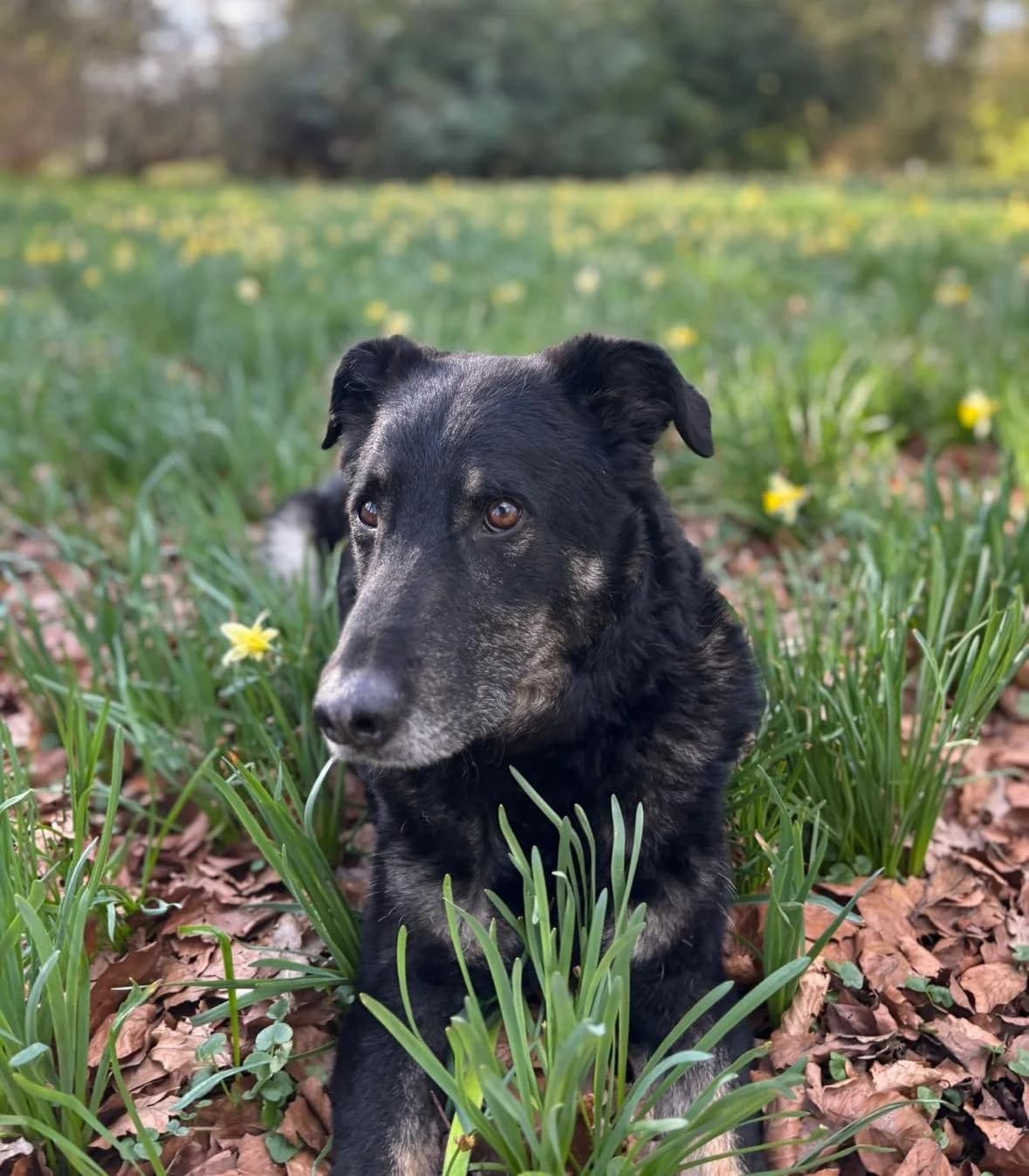 Mowgli, male senior Mixed Breed for adoption at Seelen für Seelchen e.V., Alfter