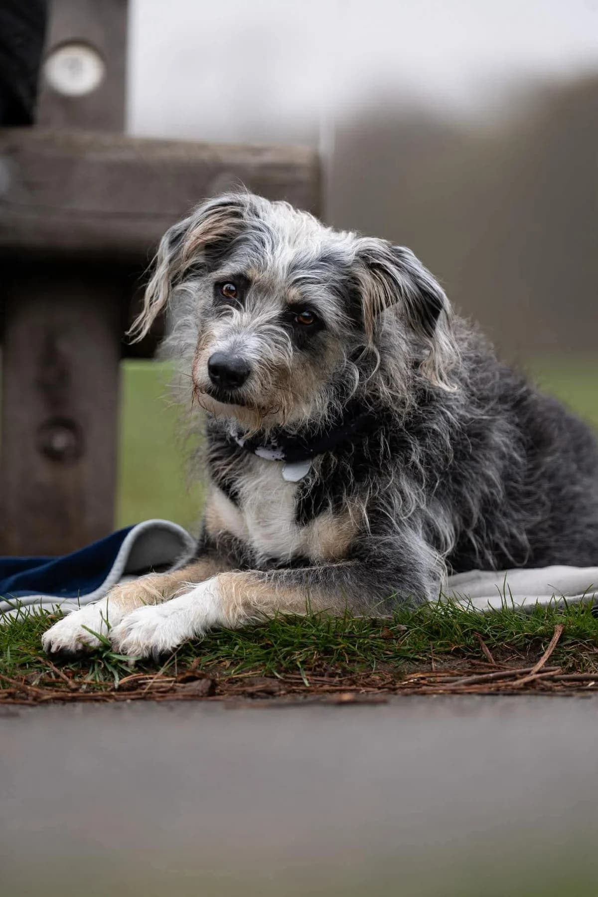 Murphy, female 7yo Mixed Breed for adoption at Seelen für Seelchen e.V., Alfter