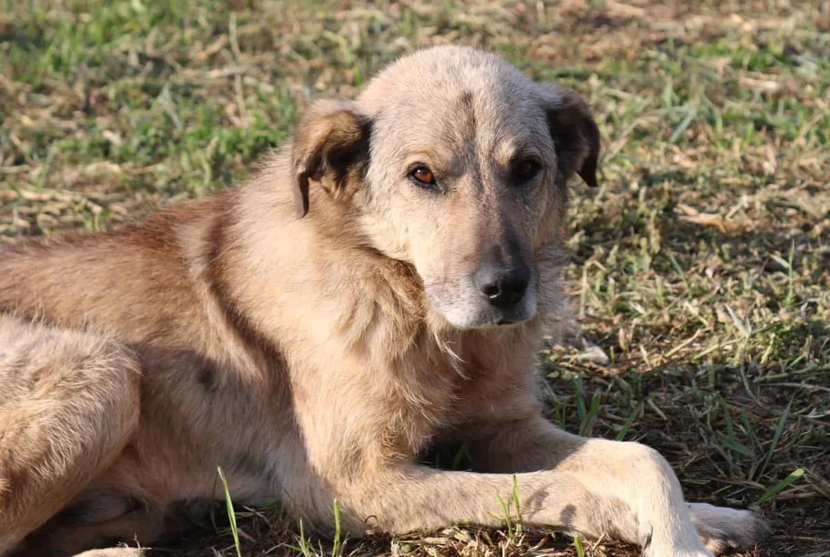 Neville, male senior Mixed Breed for adoption at Seelen für Seelchen e.V., Alfter