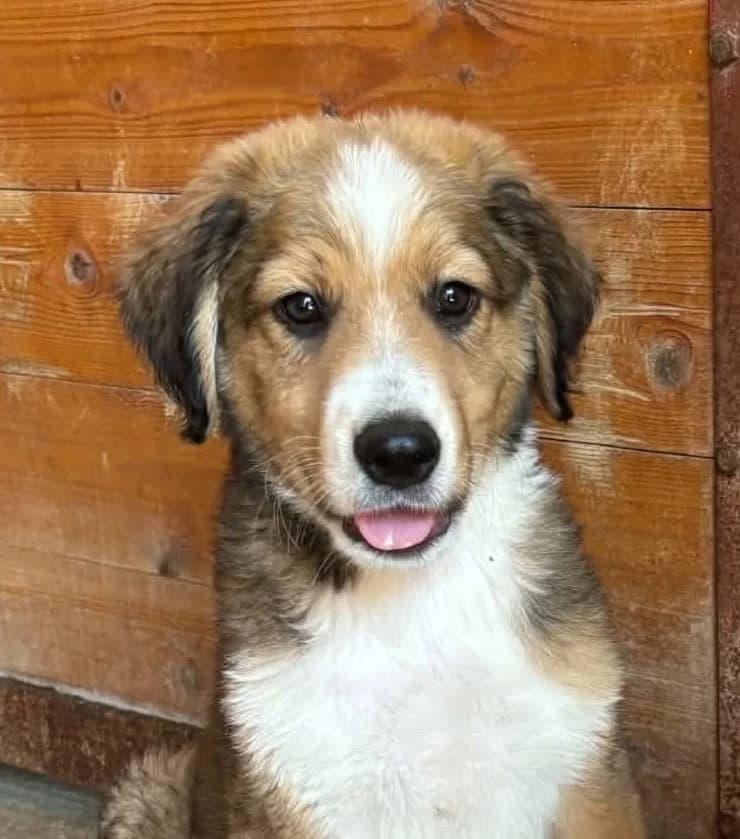 Maggs, male young Mixed Breed for adoption at Seelen für Seelchen e.V., Alfter