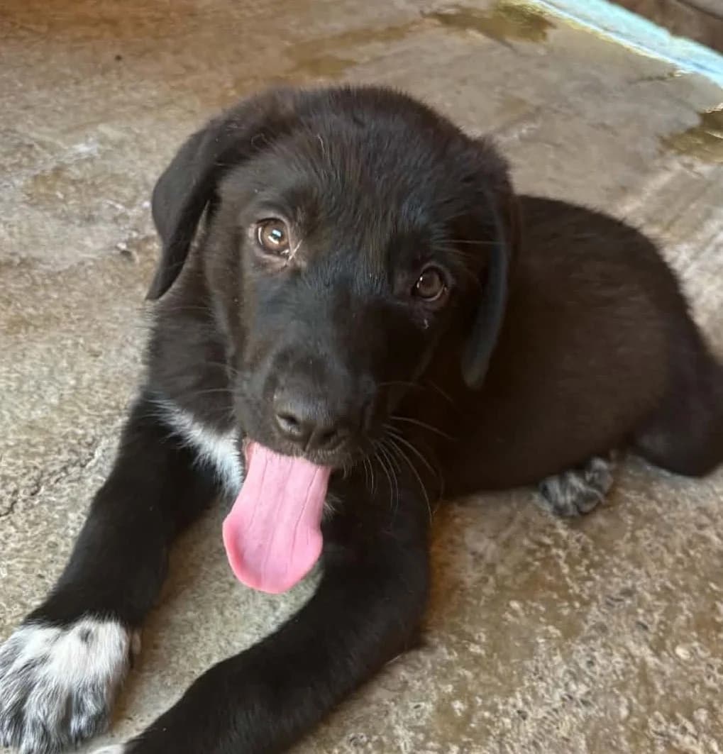 Kasi, weiß male young Mixed Breed for adoption at Seelen für Seelchen e.V., Alfter
