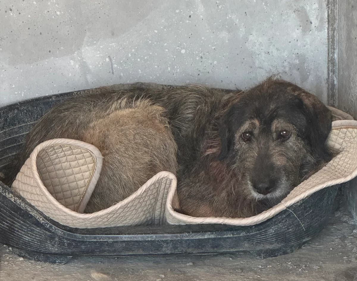 Pia E, female senior Mixed Breed for adoption at Seelen für Seelchen e.V., Alfter