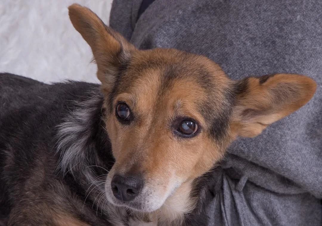 Pita, female senior Mixed Breed for adoption at Seelen für Seelchen e.V., Alfter