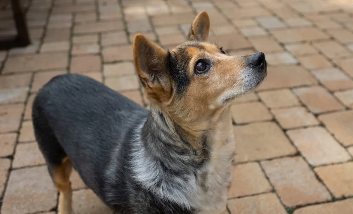 Pita, female senior Mixed Breed for adoption at Seelen für Seelchen e.V., Alfter