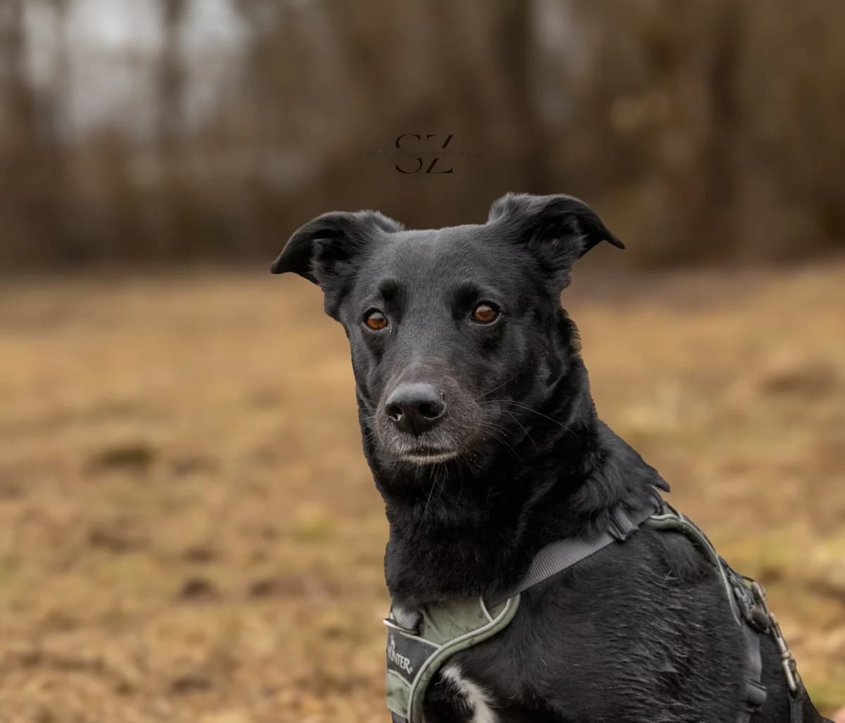 Raja, female senior Mixed Breed for adoption at Seelen für Seelchen e.V.
