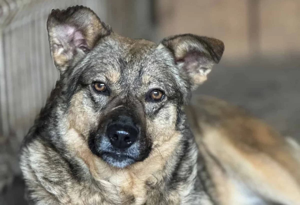 Sebo, weiß male senior Mixed Breed for adoption at Seelen für Seelchen e.V., Alfter