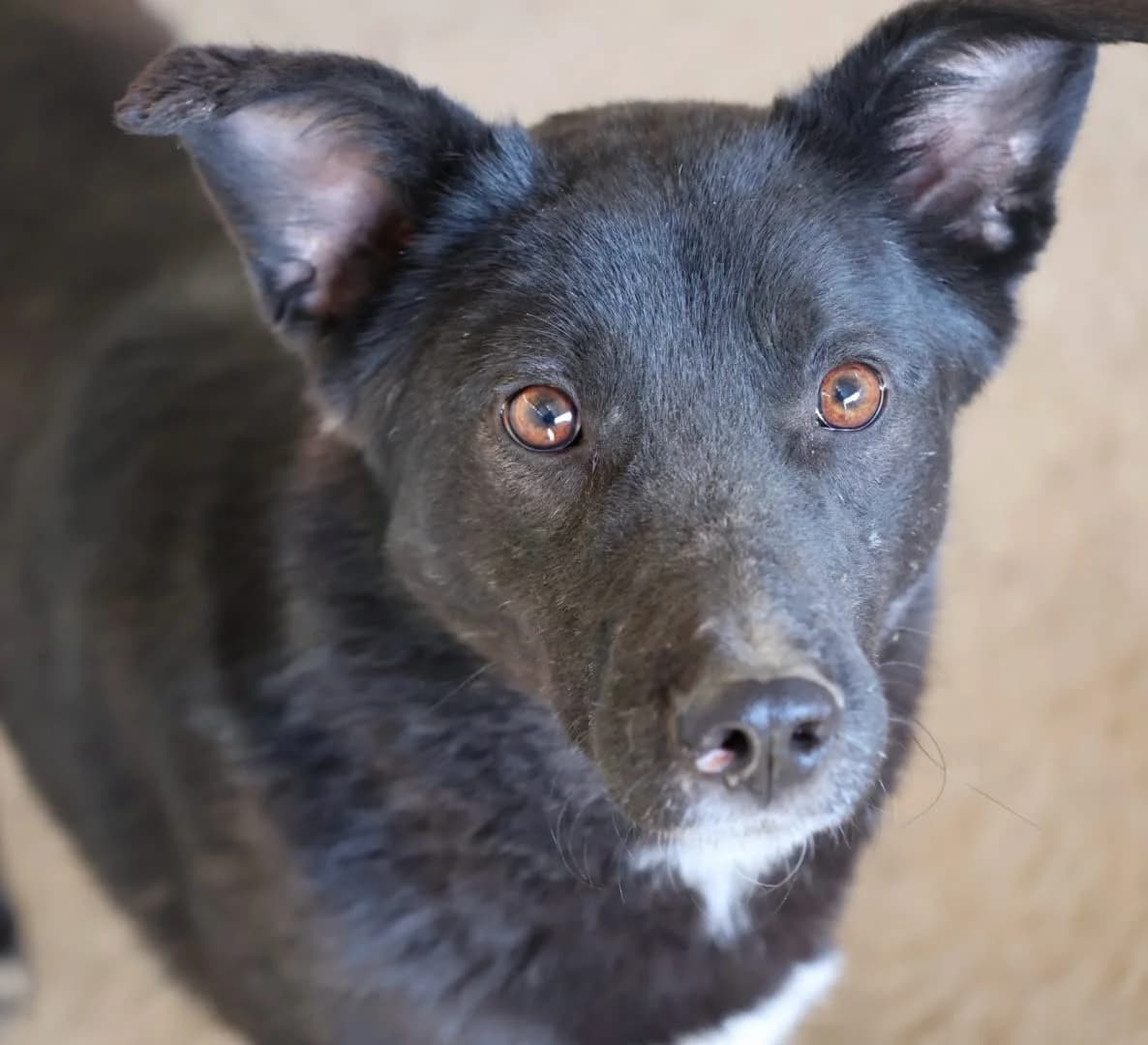 Sasuke, male senior Mixed Breed for adoption at Seelen für Seelchen e.V., Alfter