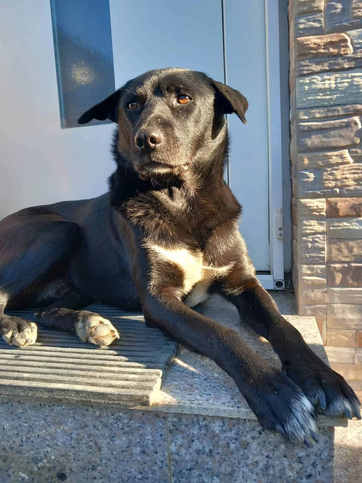 Negro, male senior Mixed Breed for adoption at Seelen für Seelchen e.V., Alfter