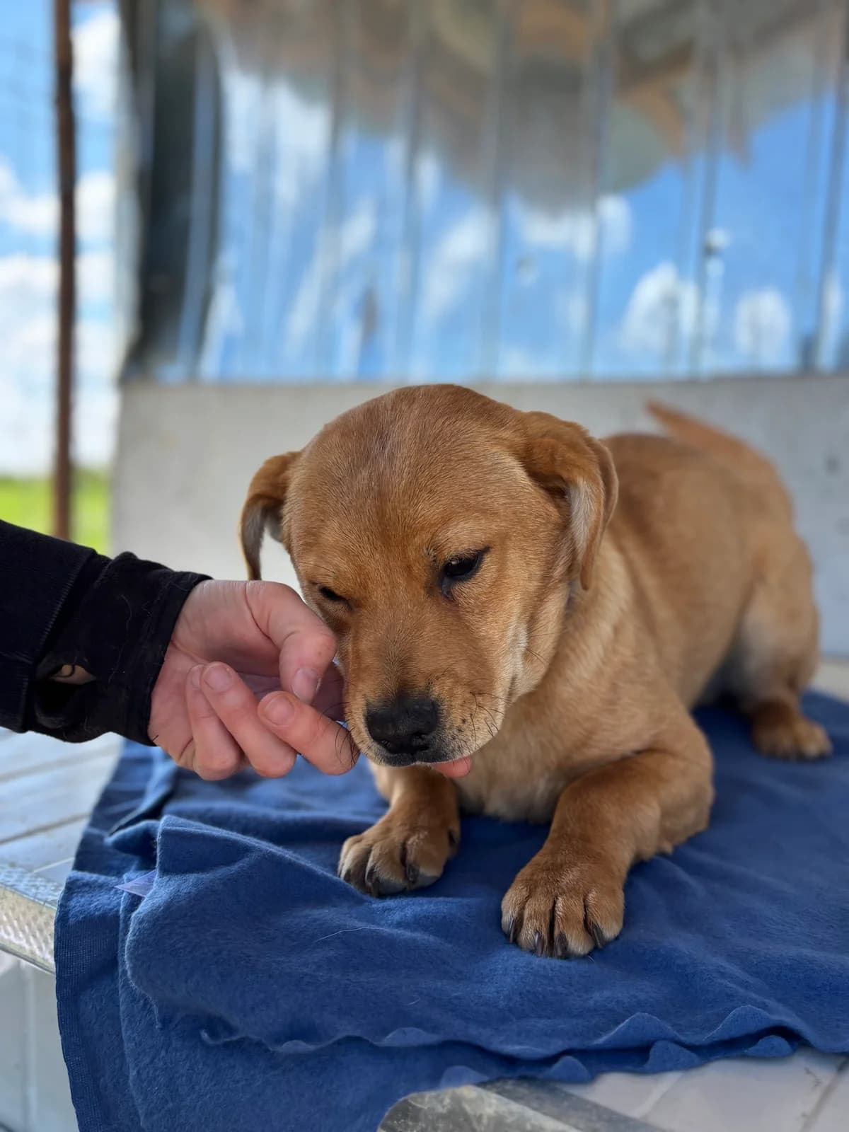 Rubin, weiß male puppy Mixed Breed for adoption at Seelen für Seelchen e.V., Alfter
