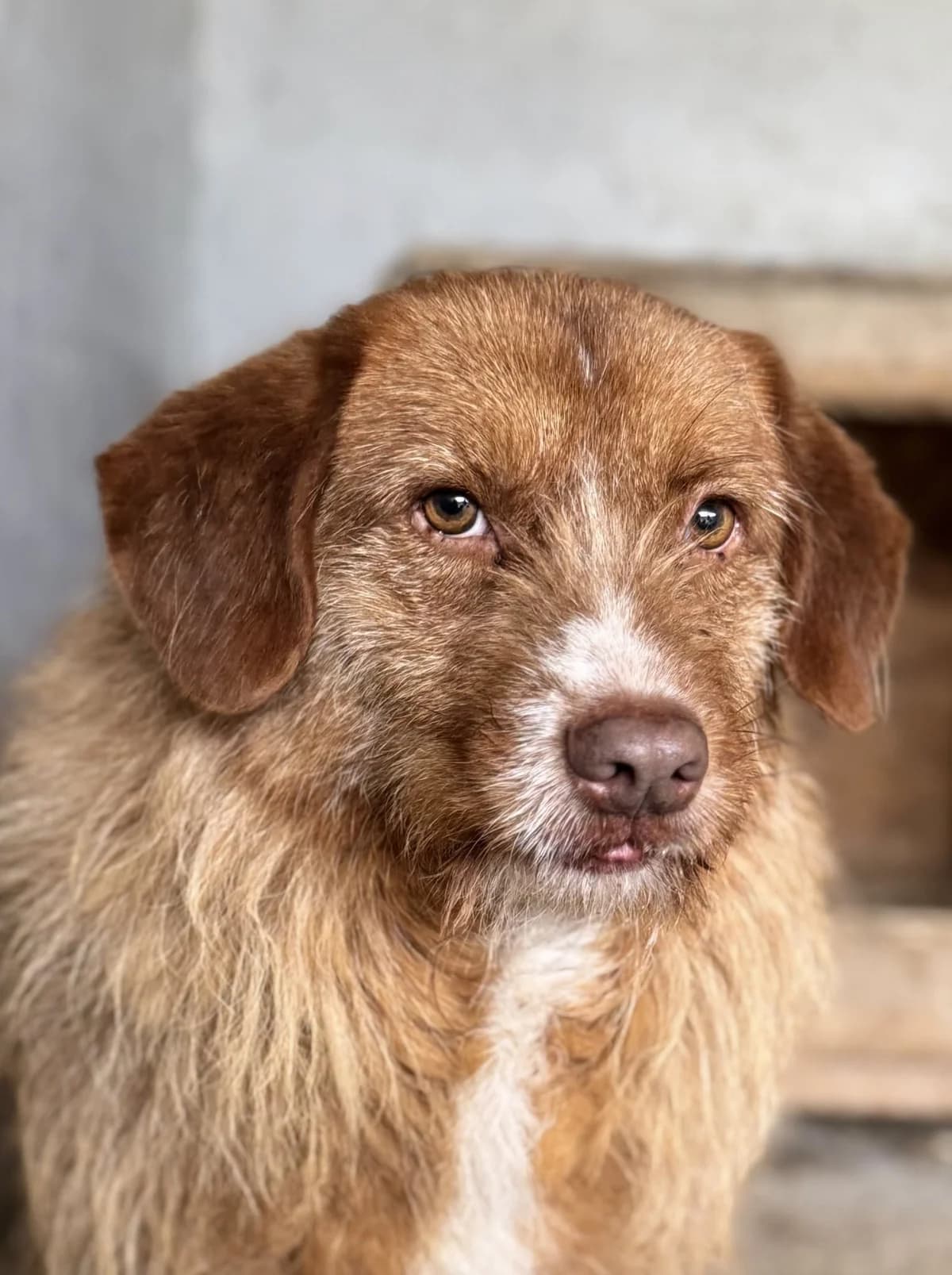 Janosch L, weiß male senior Mixed Breed for adoption at Seelen für Seelchen e.V., Alfter