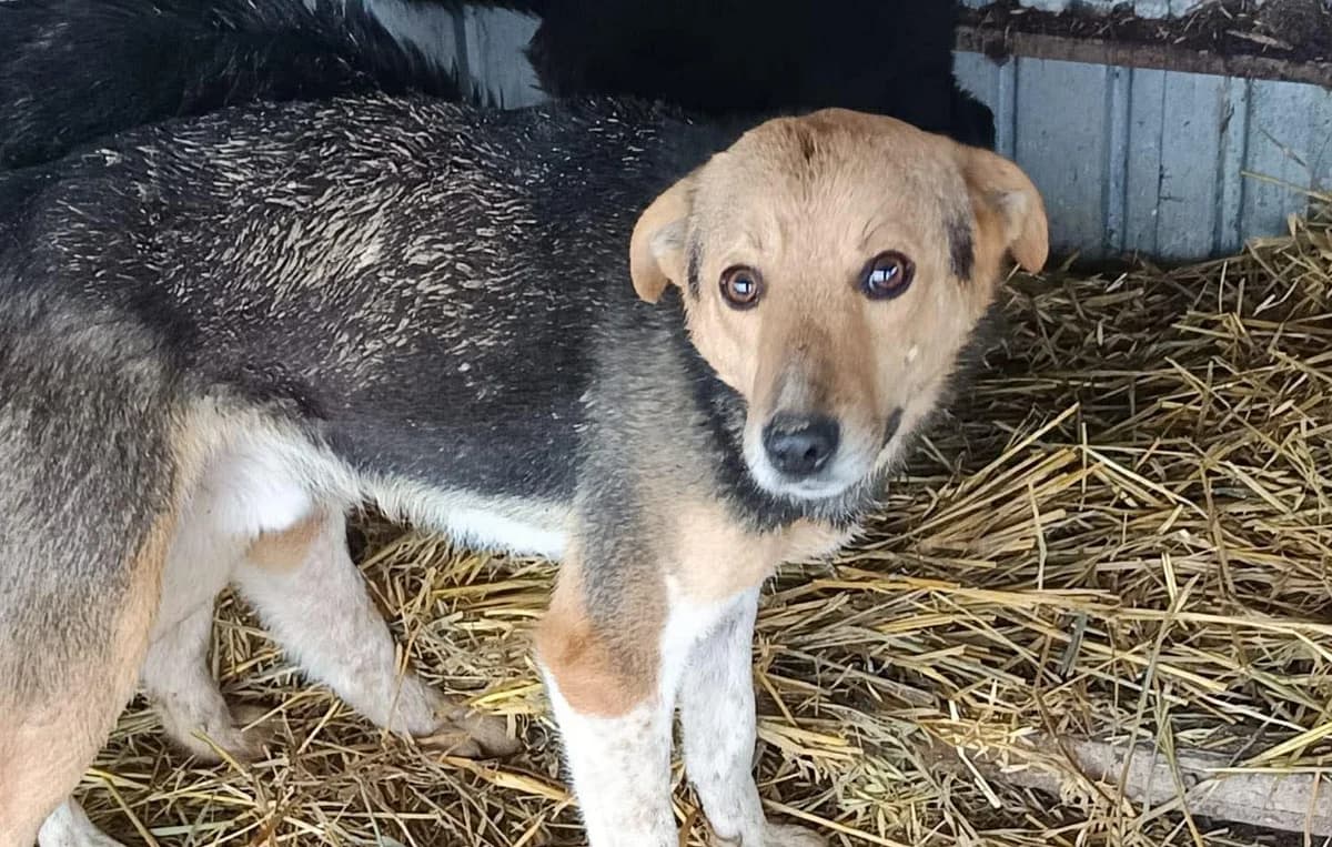 Jano, male senior Mixed Breed for adoption at Seelen für Seelchen e.V., Alfter