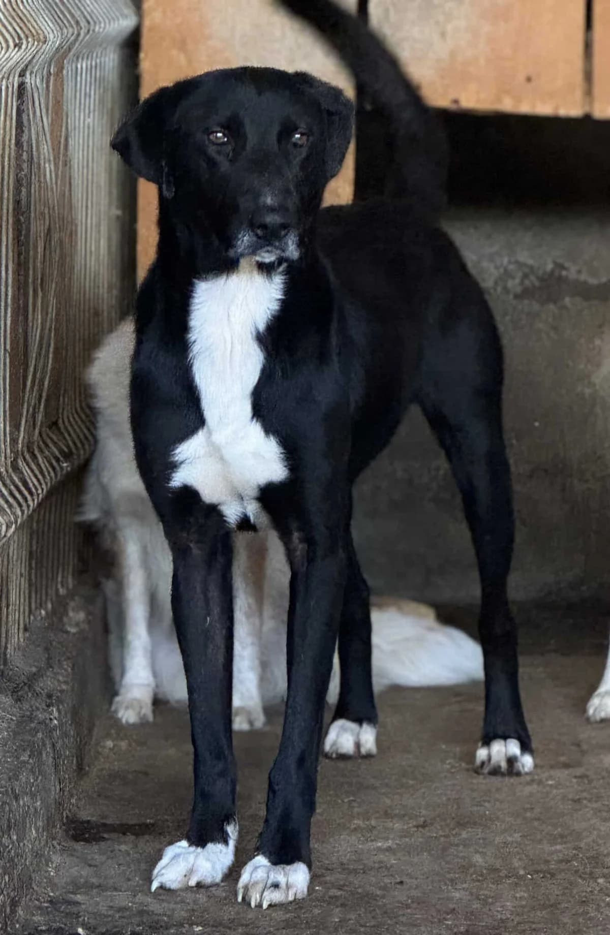Maylo W, male senior Mixed Breed for adoption at Seelen für Seelchen e.V., Alfter