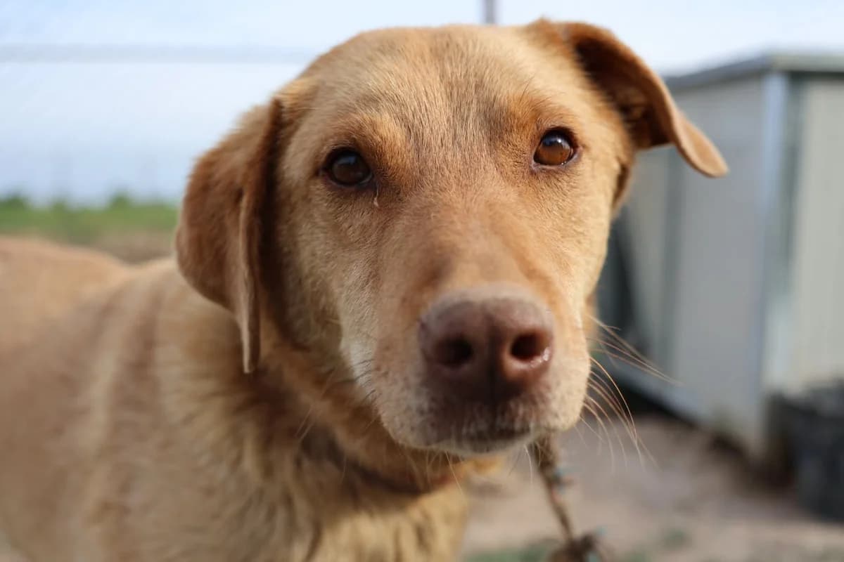 Henry P, male senior Mixed Breed for adoption at Seelen für Seelchen e.V., Alfter