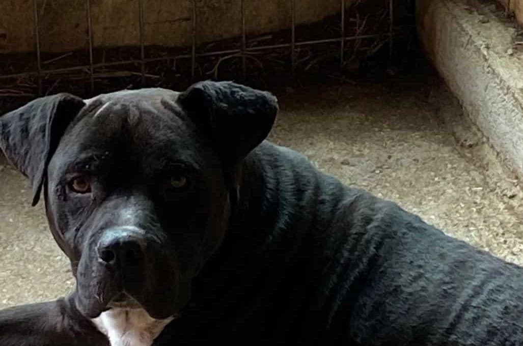 Don Juan, male senior Mixed Breed for adoption at Seelen für Seelchen e.V., Alfter