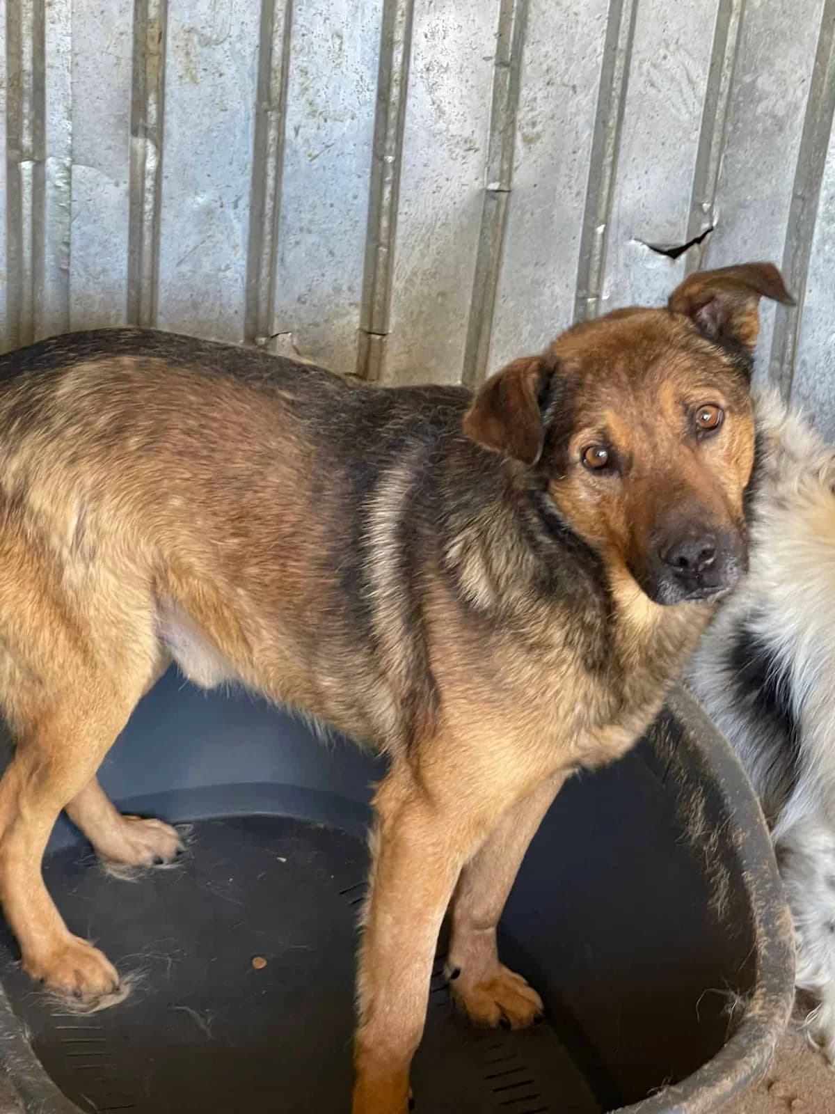 Elliot, male senior Mixed Breed for adoption at Seelen für Seelchen e.V., Alfter