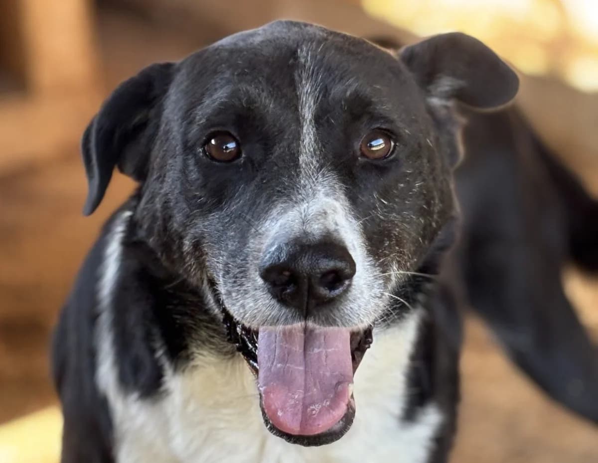 Sunny Toni, male senior Mixed Breed for adoption at Seelen für Seelchen e.V., Alfter