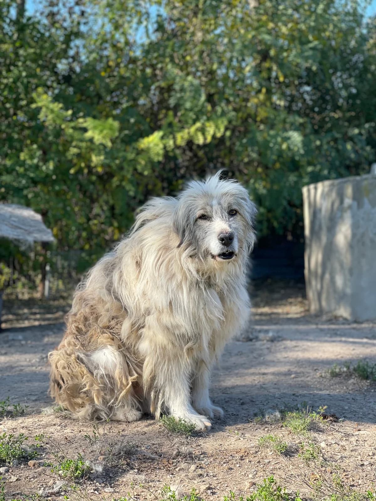 Liam B, male senior Mixed Breed for adoption at Seelen für Seelchen e.V., Alfter