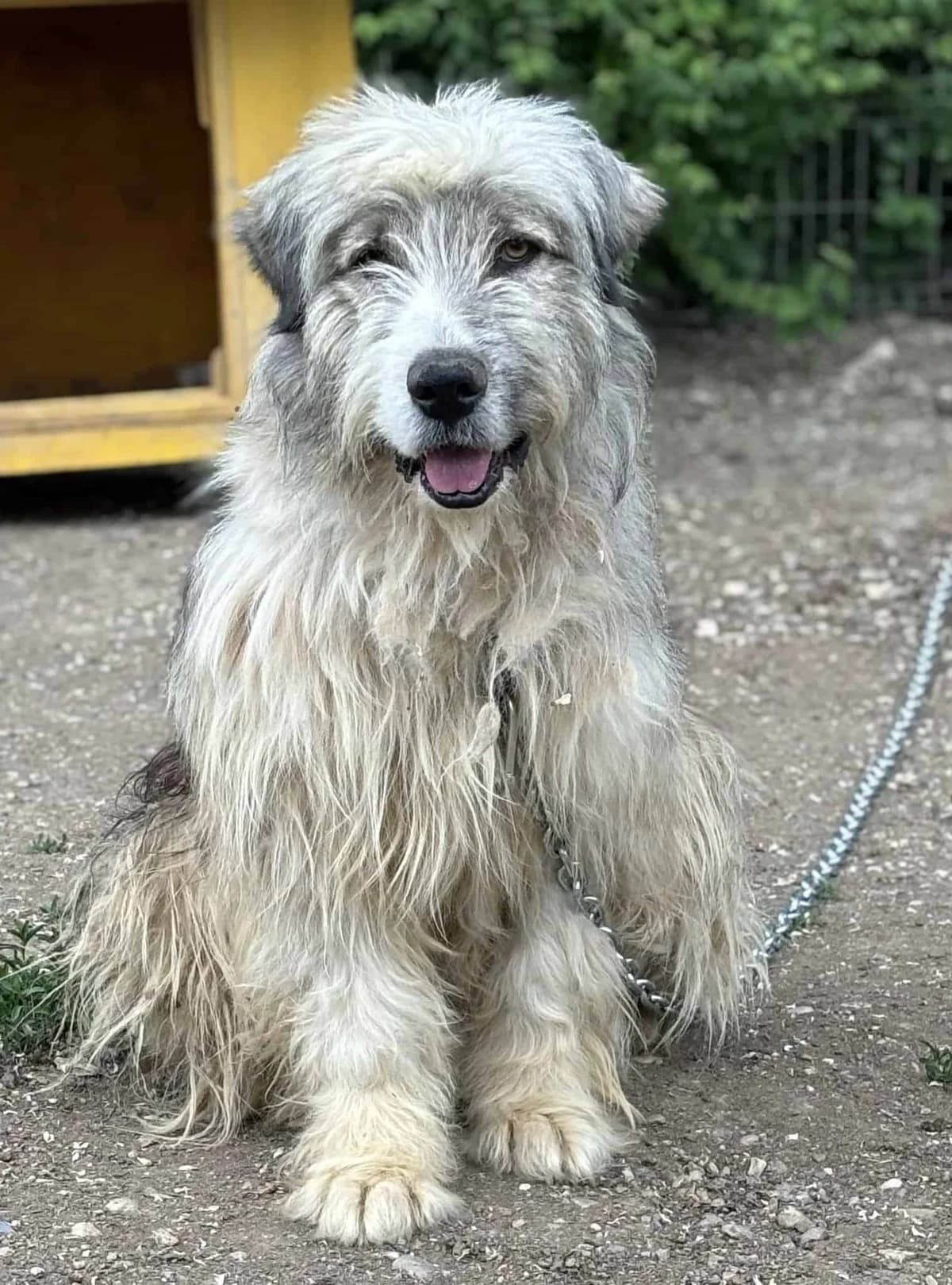 Liam B, male senior Mixed Breed for adoption at Seelen für Seelchen e.V., Alfter