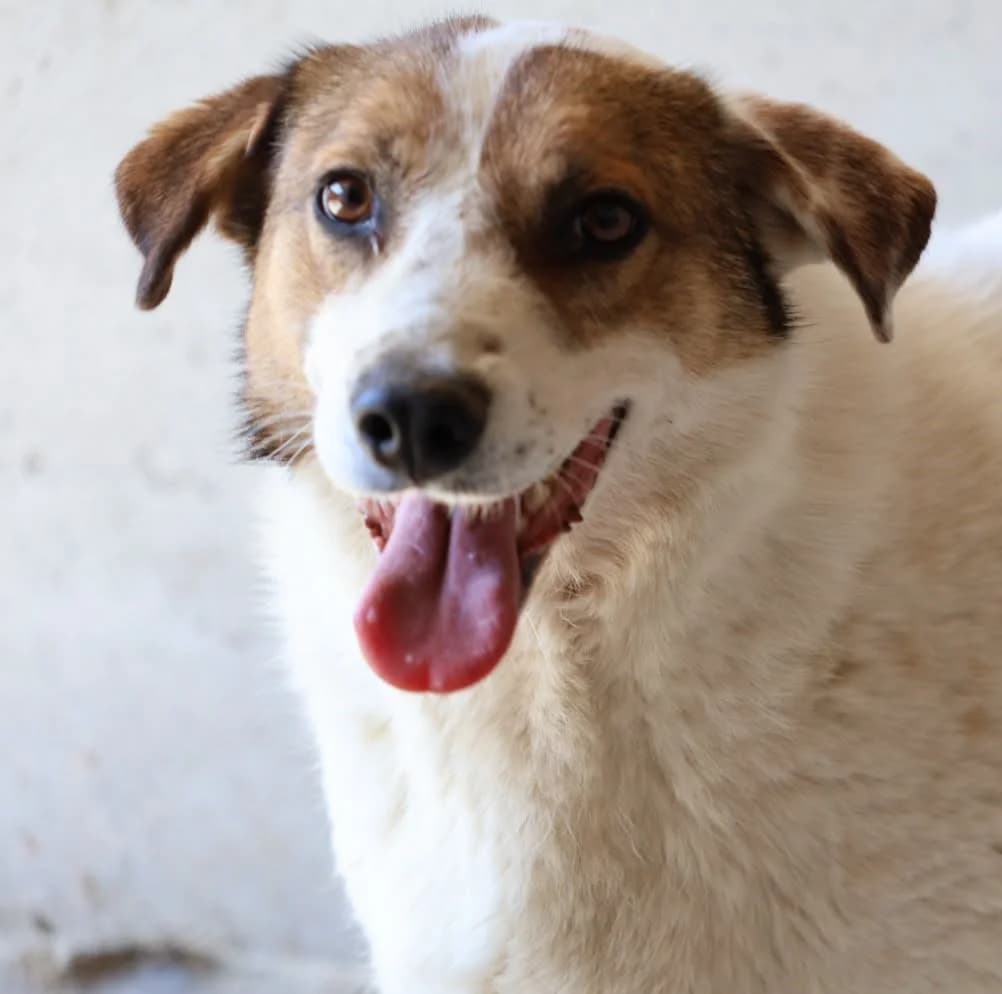 Lenny K, male senior Mixed Breed for adoption at Seelen für Seelchen e.V., Alfter