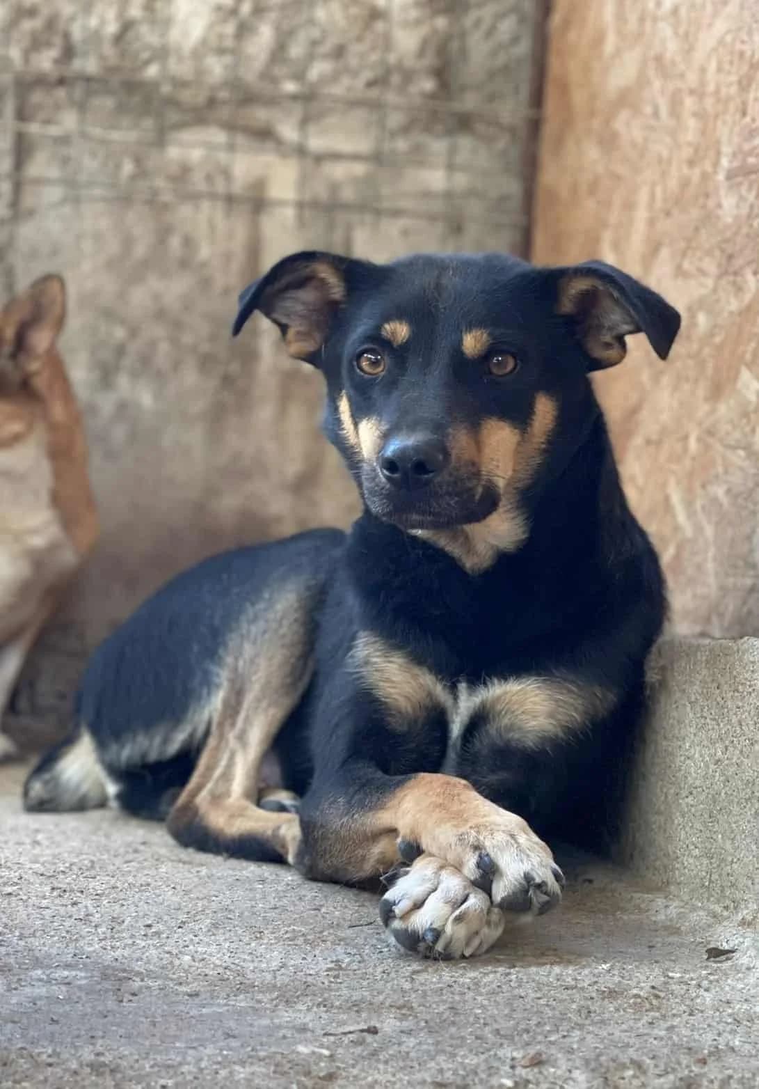 Ole O, male senior Mixed Breed for adoption at Seelen für Seelchen e.V., Alfter