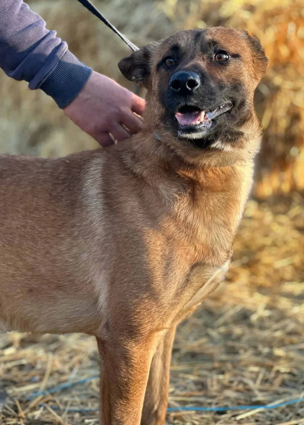 Maurice, male senior Mixed Breed for adoption at Seelen für Seelchen e.V., Alfter
