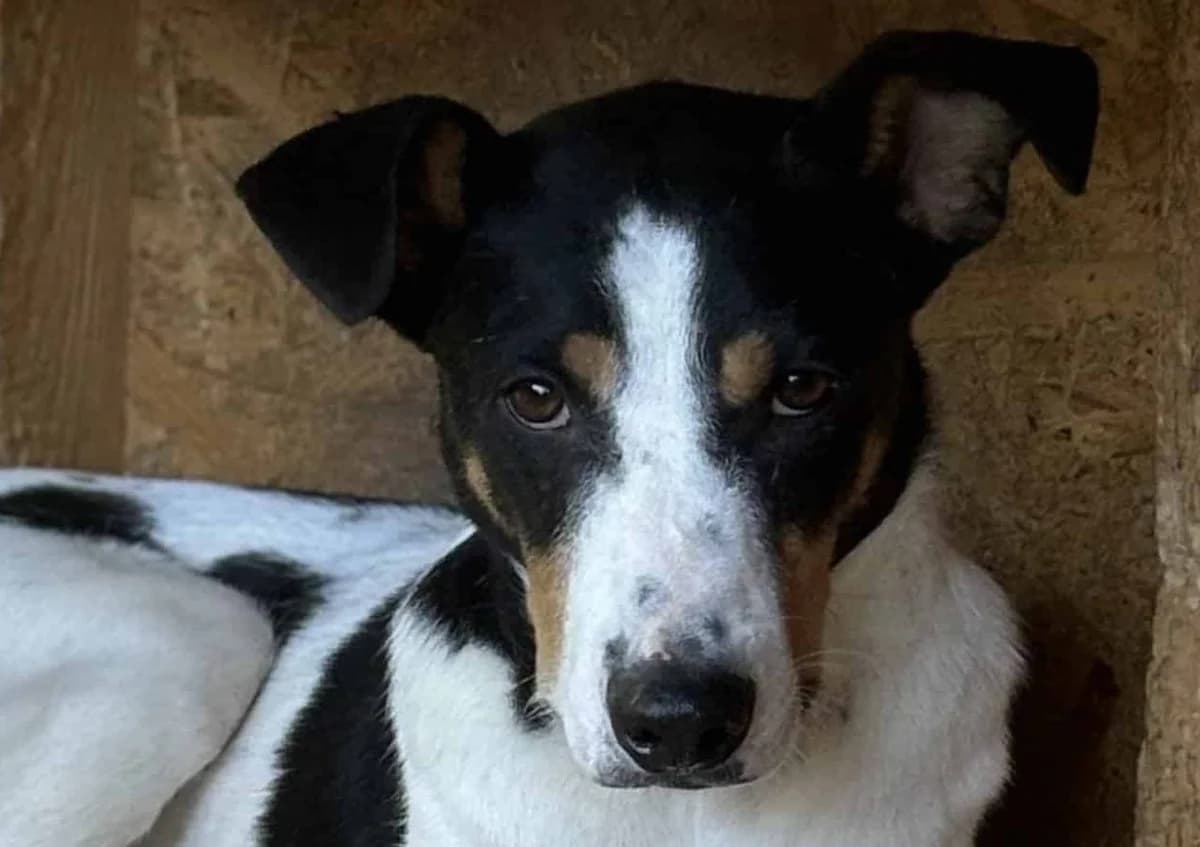 Capper, male senior Mixed Breed for adoption at Seelen für Seelchen e.V., Alfter