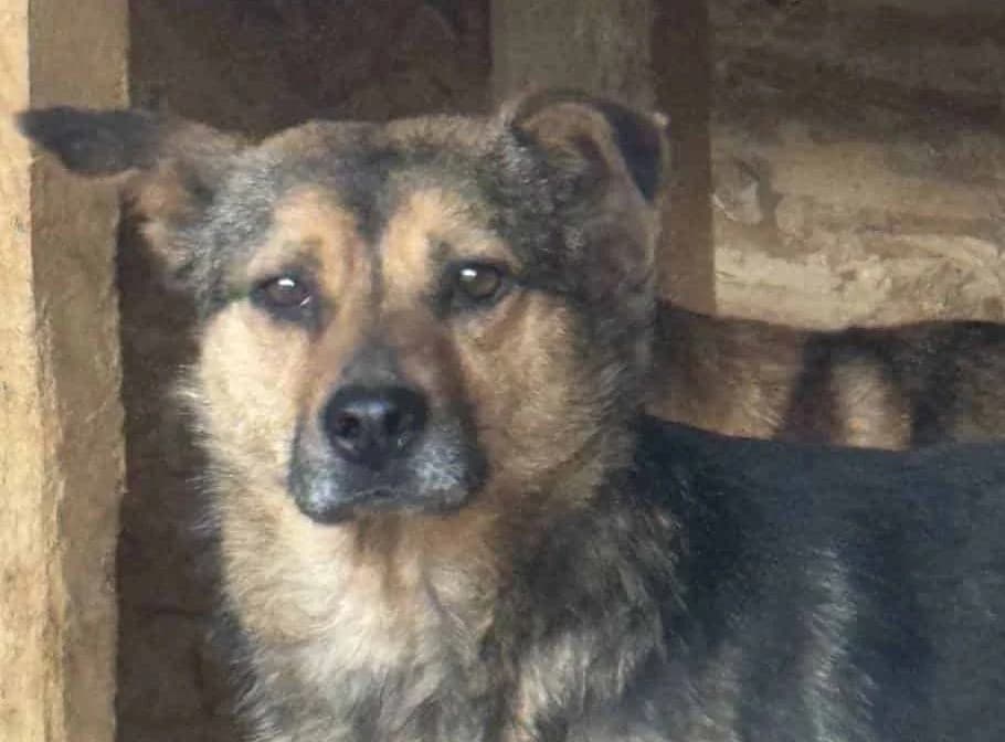 Oskar H, male senior Mixed Breed for adoption at Seelen für Seelchen e.V., Alfter