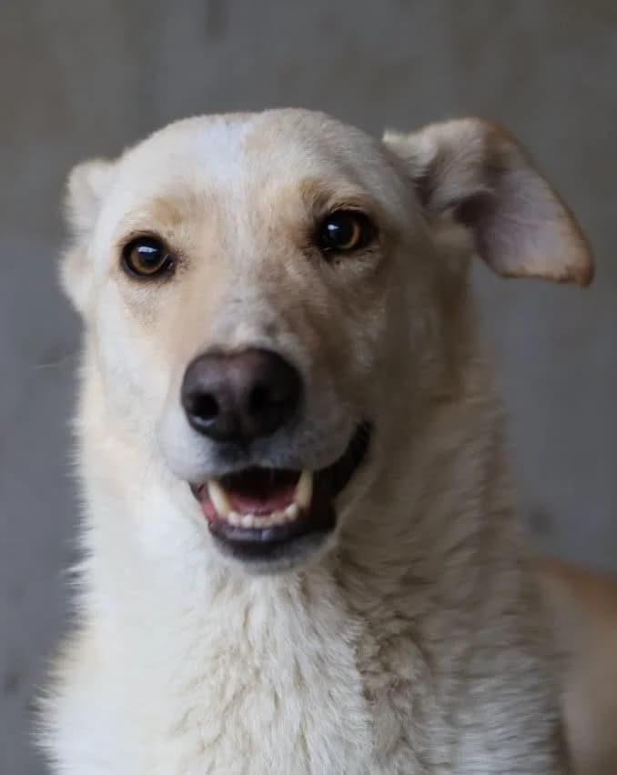 Sugar G, male senior Mixed Breed for adoption at Seelen für Seelchen e.V., Alfter