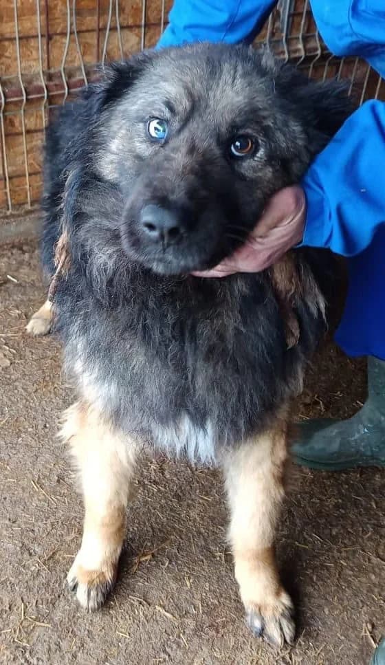Tino, male senior Mixed Breed for adoption at Seelen für Seelchen e.V., Alfter