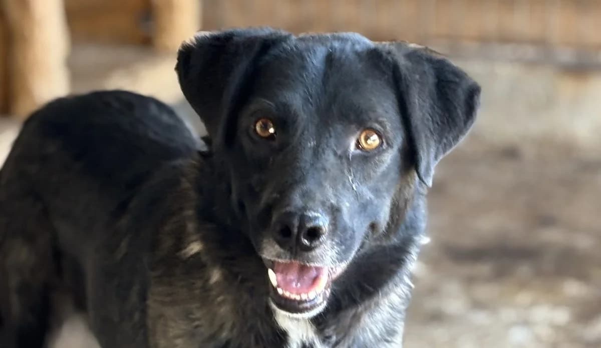 Bonito, male senior Mixed Breed for adoption at Seelen für Seelchen e.V., Alfter